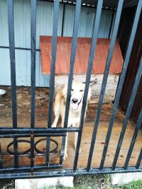 Pomóżmy pieskom przetrwać zimę