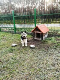 Pomóżmy pieskom przetrwać zimę