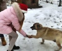 Mikołajki dla czworonogów