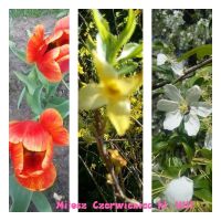 Rozstrzygnięcie konkursu